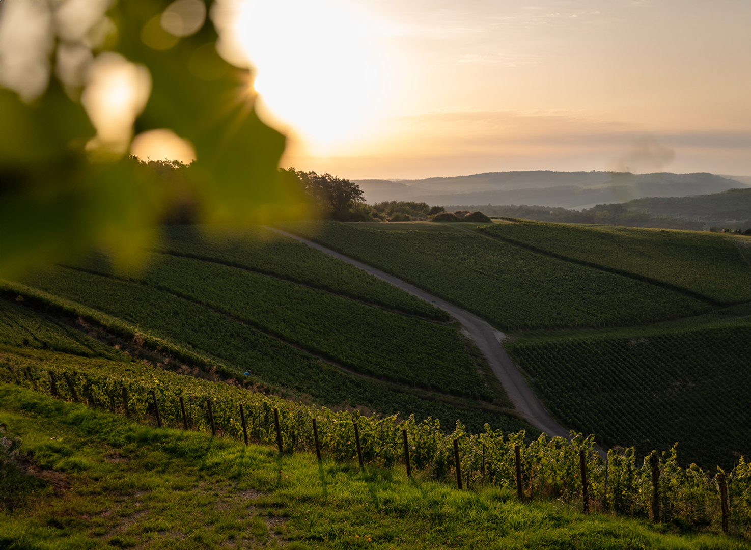 Vendanges Sourire de Reims terroir des Riceys